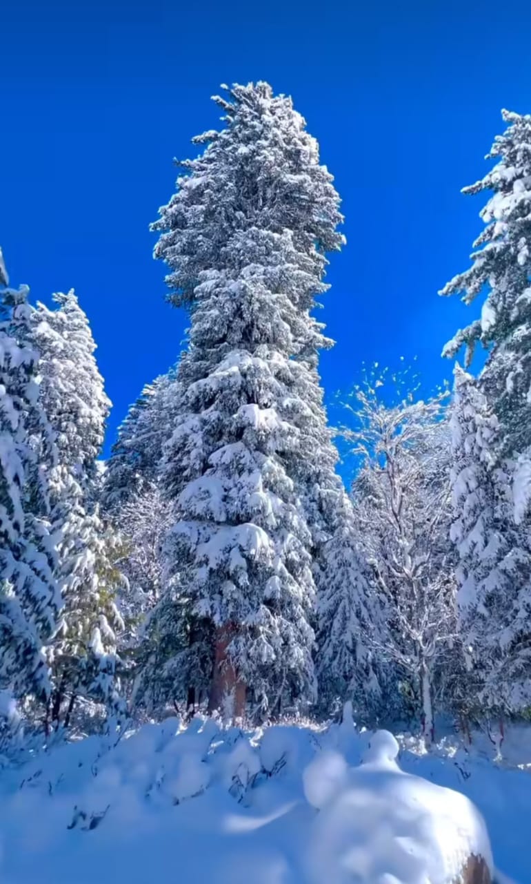 Snow Fall of Kashmir